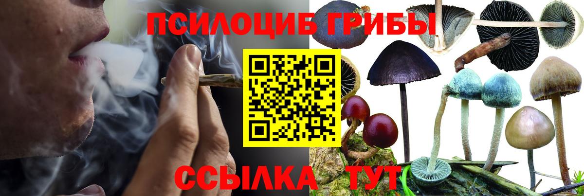 Псилоцибиновые грибы Cubensis Кемерово